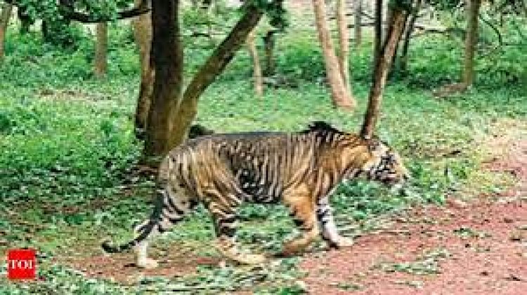 ନନ୍ଦନକାନନ ଆସିବ କଳା ବାଘ