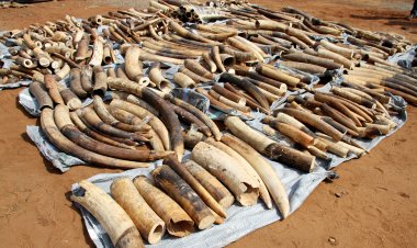 "Four more people have been detained for elephant tusk smuggling in Odisha."