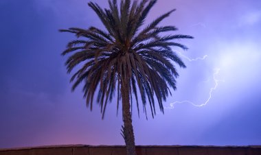 "Odisha's Strategy to Mitigate Lightning Strikes Using Palm Trees"