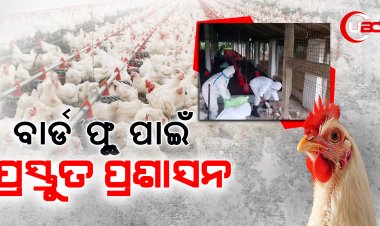 ପିପିଲିରେ ବ୍ୟାପି ଥିବା ବାର୍ଡ ଫ୍ଲର ନିରାକରଣ ପାଇଁ ପ୍ରୟାସ ଜାରି ରଖିଛି ପ୍ରଶସାନ