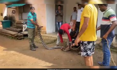 A rescue team saved an 11-foot-long king cobra from a house in Odisha.