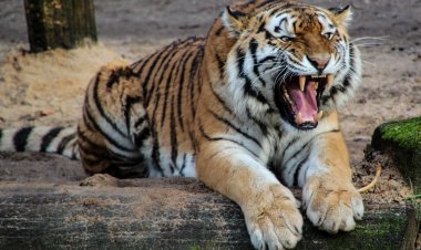 There were 55 tiger deaths in Odisha over a span of 10 years, raising concerns.