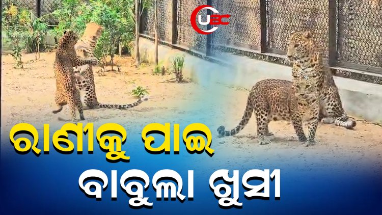 ମା ହେବାକୁ ଯାଉଛି ରାଣୀ, ବାଳୁଙ୍ଗାମୀ ଛାଡି ଦେଇଛି ବାବୁଲା