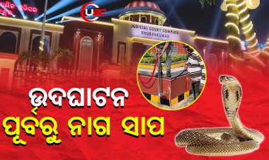 ଜୁଡିସିଆଲ ନୂଆ କମ୍ପ୍ଲେକ୍ସ ଉଦଘାଟନ ପୂର୍ବରୁ ନାଗ ସାପ ଉଦ୍ଧାର