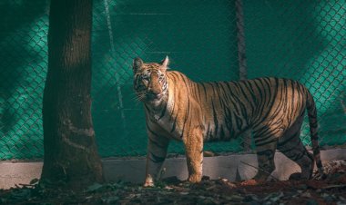 "ନିଦ ହଜାଇଲାଣି ଜିନ୍ନତ୍,ଆଗକୁ ଆଗକୁ ମାଡିଚାଲିଛି,ଫେରିବାର ନାଁ' ନେଉନି"